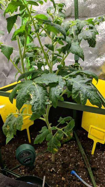 Spider Mites - Tomato