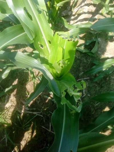 ভুট্টার মোচার মাজরা - ভুট্টা