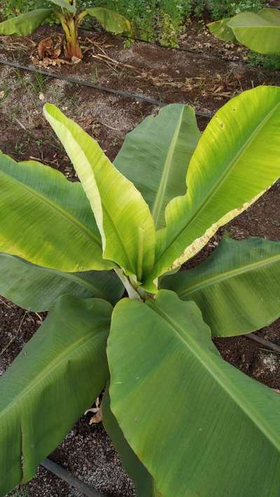 Nitrogen Deficiency - Banana