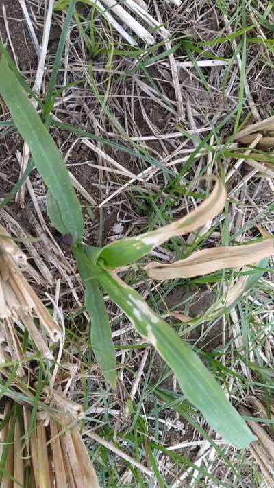 Fertilizer Burn - Maize