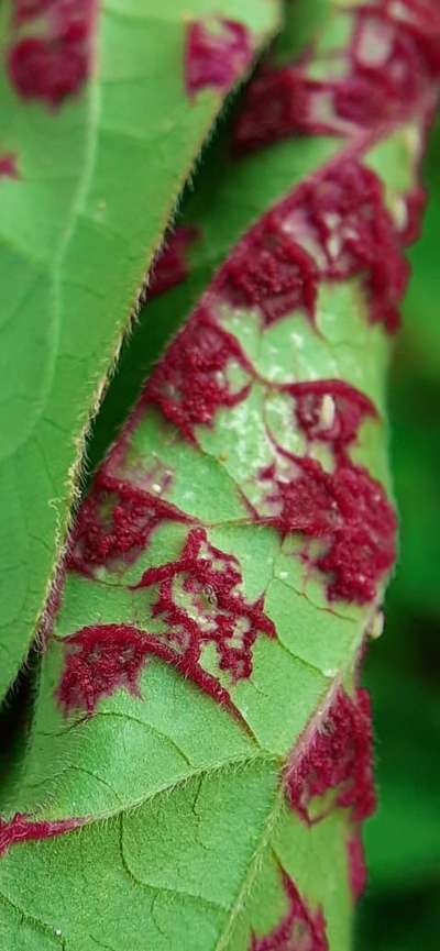 Gall Mite - Soybean