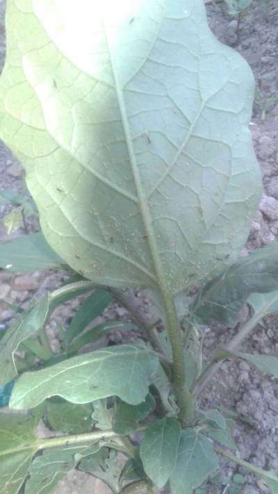 Whiteflies - Brinjal