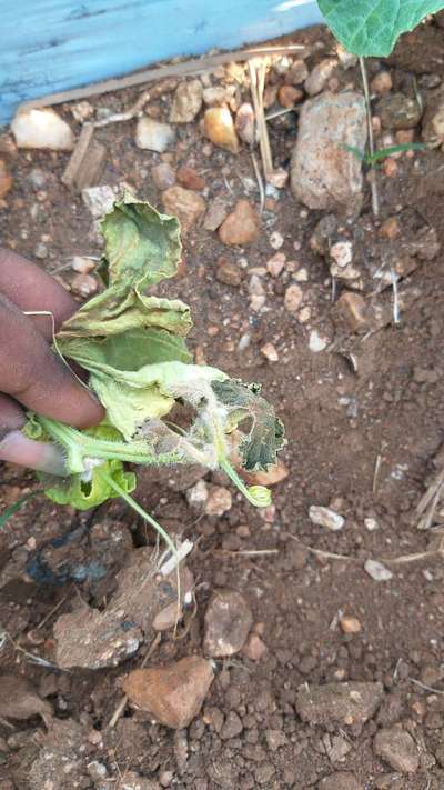 Gummy Stem Blight of Cucurbits - Melon