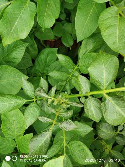 ರಂಜಕದ ಕೊರತೆ - ಆಲೂಗಡ್ಡೆ