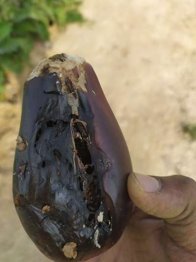 Brinjal Shoot and Fruit Borer - Brinjal