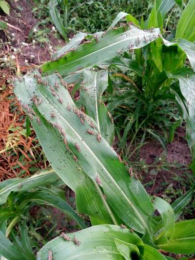 Short horned Grasshopper and Locust - Maize