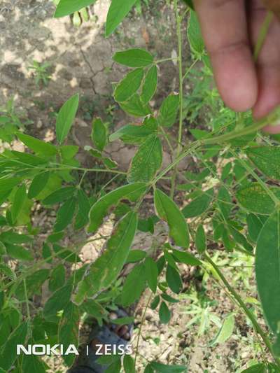 Thrips - Pigeon Pea & Red Gram