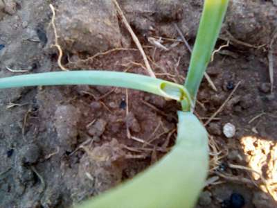 Tobacco Caterpillar - Onion