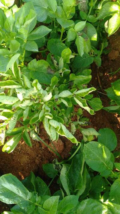 ಬಿಳಿ ಗ್ರಬ್ - ಆಲೂಗಡ್ಡೆ