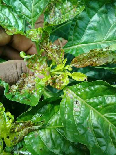 Septoria Leaf Spot - Capsicum & Chilli