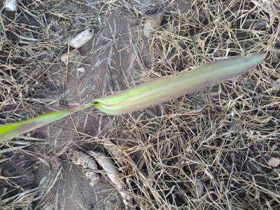 Phosphorus Deficiency - Sugarcane