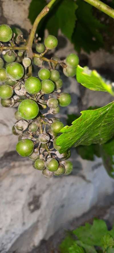 Oïdium de la Vigne - Vignes