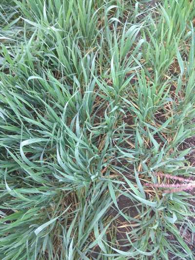 Nitrogen Deficiency - Wheat