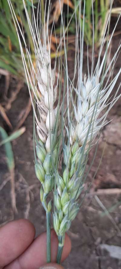 ಗೋಧಿ ಬ್ಲಾಸ್ಟ್ - ಗೋಧಿ
