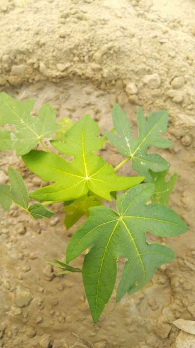 Sulfur Deficiency - Papaya