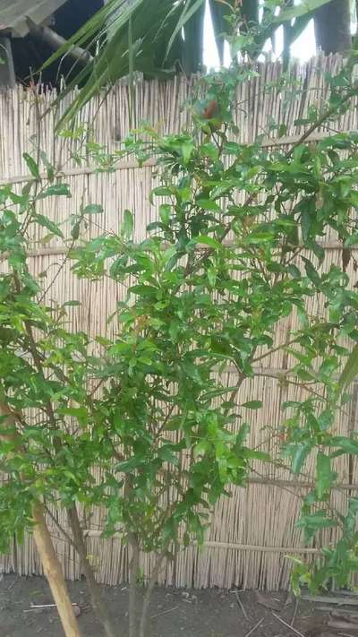 থ্রিপস - ডালিম