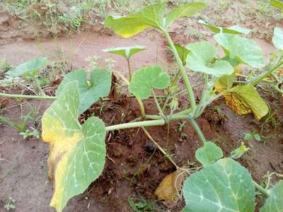 Downy Mildew of Cucurbits - Pumpkin