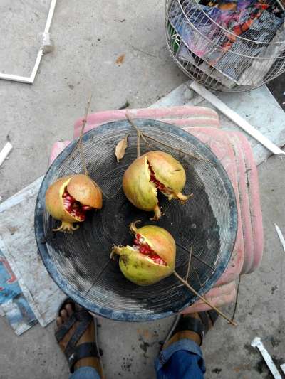 বোরনের অভাবজনিত রোগ - ডালিম