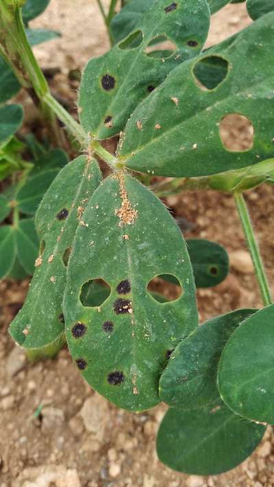 Late and Early Leaf Spot - Peanut