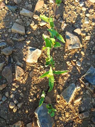 Chilli Thrips - Capsicum & Chilli