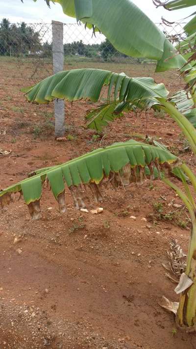 Potassium Deficiency - Banana