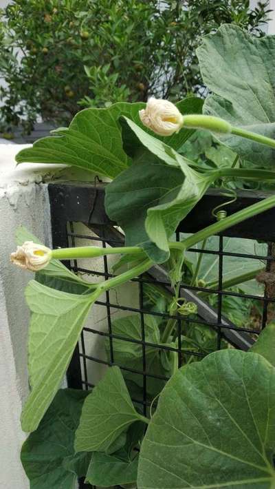 Boron Deficiency - Cucumber