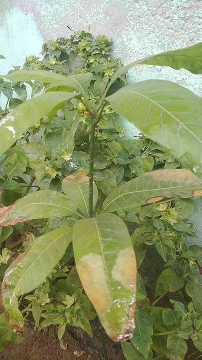 Stem End Rot of Mango - आम