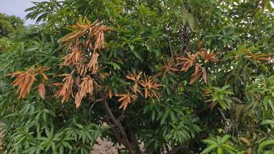 Mango Dieback Disease - Mango