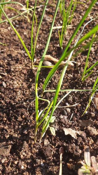 Nitrogen Deficiency - Onion