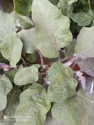 Powdery Mildew - Brinjal