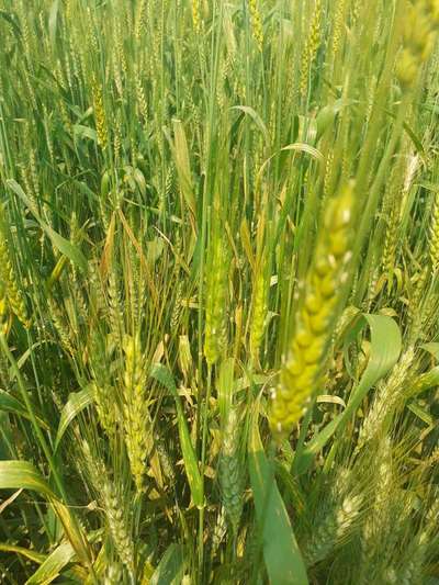 Yellow Stripe Rust - Wheat