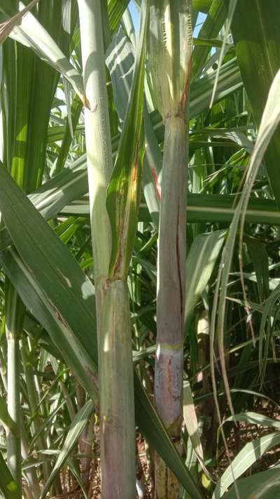 ಬೋರಾನ್ ಕೊರತೆ - ಕಬ್ಬು