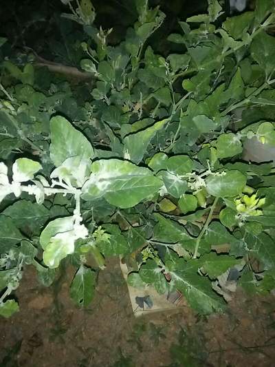 Powdery Mildew - Brinjal