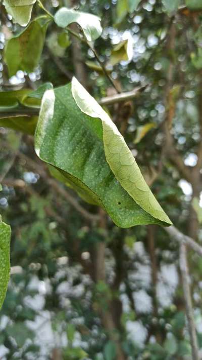 Citrus Thrips - Citrus