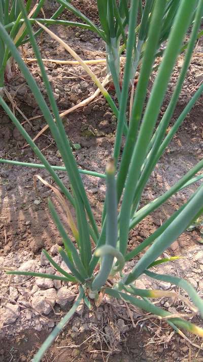 Botrytis Leaf Blight - Onion