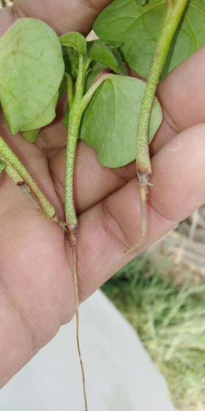 Root Rot of Cotton - Cotton