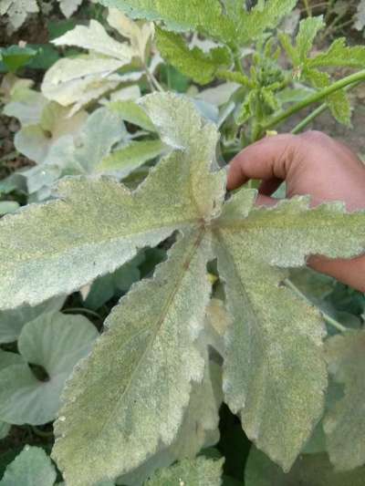 Spider Mites - Okra