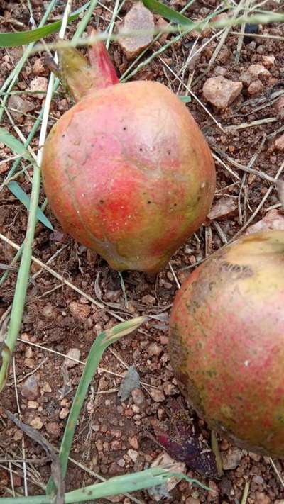 Mediterranean Fruit Fly - Pomegranate