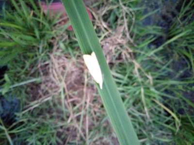 Asiatic Rice Borer - Rice