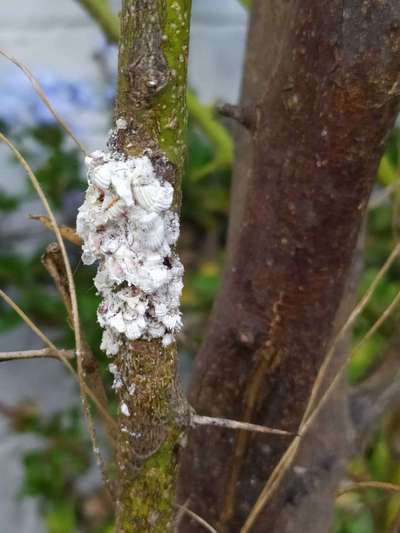 Cochinilla Acanalada - Cítricos