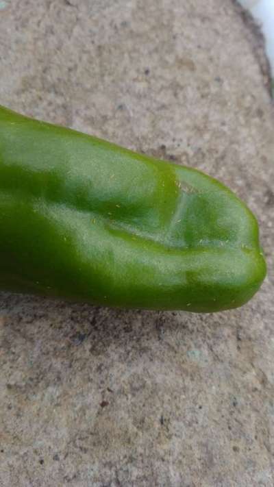 Cicadélidos o saltahojas - Capsicum y chile