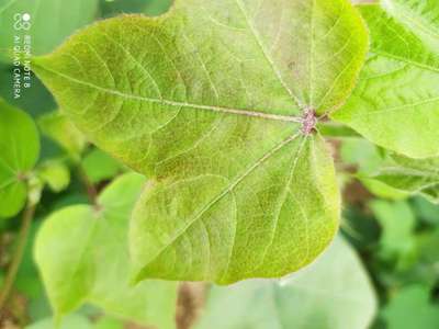 Nitrogen Deficiency - Cotton