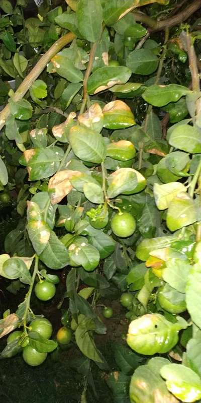 Spider Mites - Citrus