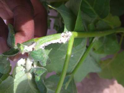 Mealybug - Brinjal