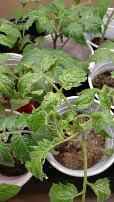 Leaf Miner Flies - Tomato