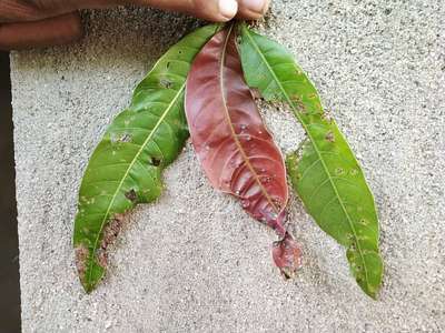 Mango Dieback Disease - Mango