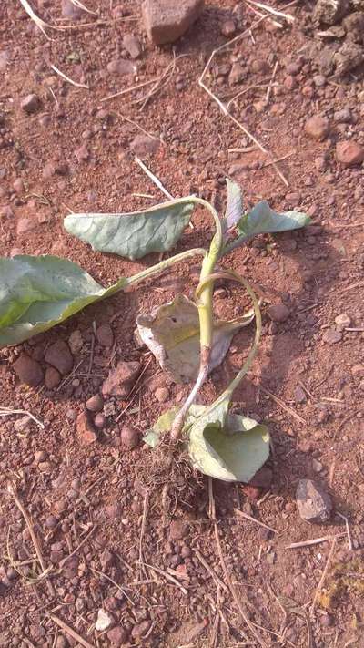 Stem Rot - Cabbage