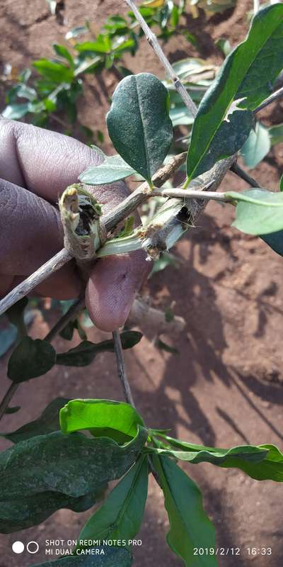 ಬದನೆ ಕಾಂಡ ಮತ್ತು ಹಣ್ಣು ಕೊರಕ - ದಾಳಿಂಬೆ