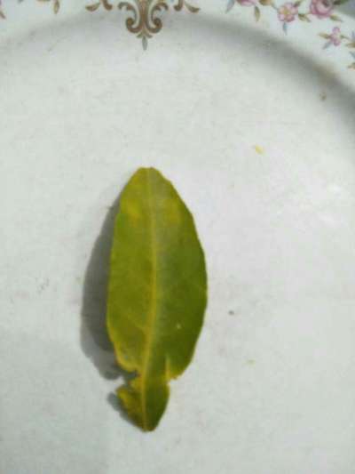 Nitrogen Deficiency - Citrus