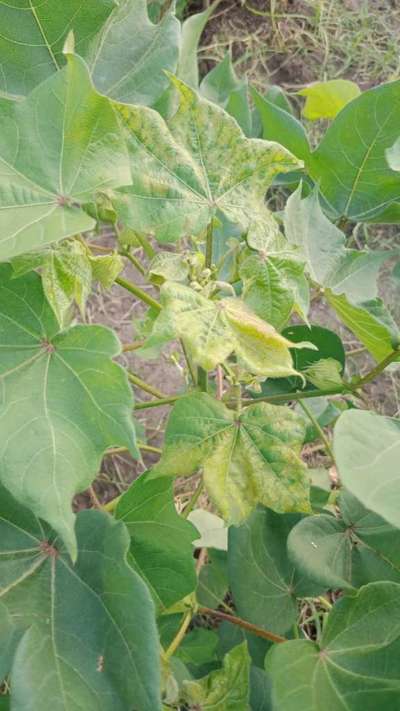 Thrips - Cotton